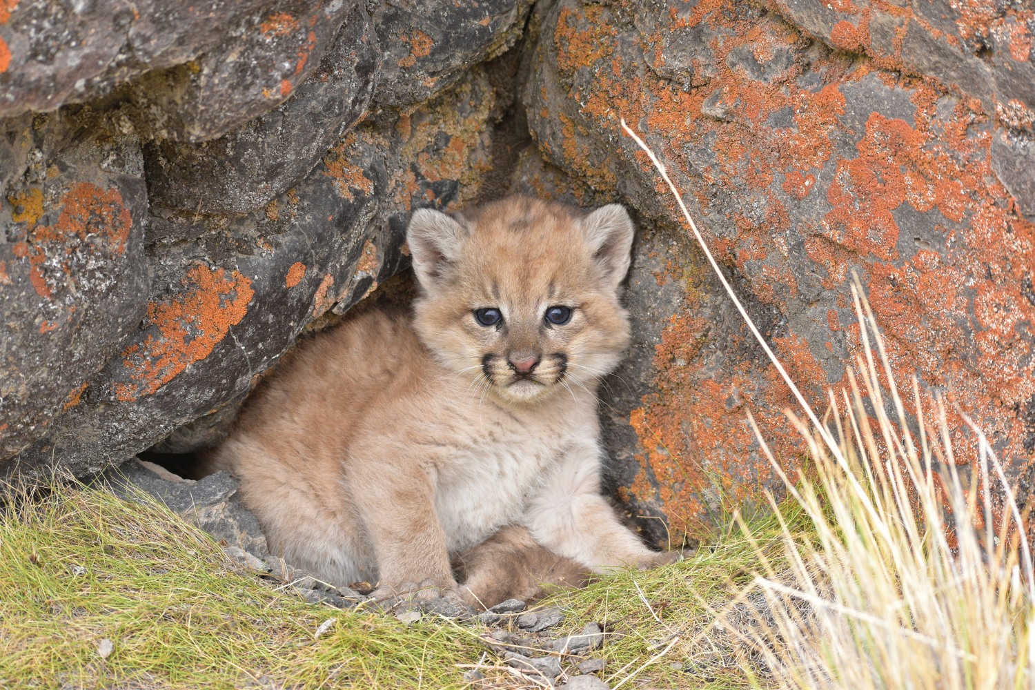 Rewilding On the Trail of Pumas in Patagonia Active Traveller